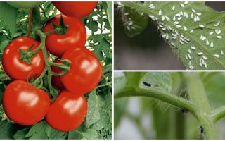 How to process tomatoes from white and black flies