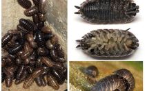 Description of wood lice - what they eat, how dangerous they breed, how long they live