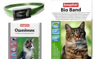 Halsband Beafar von Flöhen für Katzen und Hunde