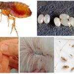 Fleas and their eggs