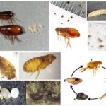 Fleas, their eggs and larvae