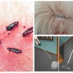 Get rid of fleas