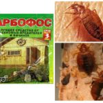 Karbofos from bedbugs-1