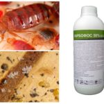 Karbofos from bedbugs