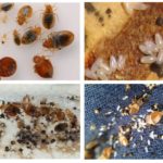 Bedbugs and eggs