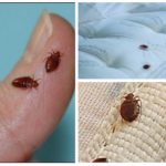 Bed bugs on the body and in bed