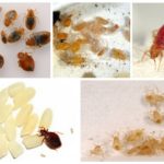 Bedbugs - their larvae and eggs