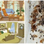 Habitats of bedbugs in the house