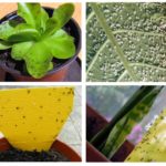 Blackflies in indoor plants