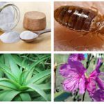 Folk remedies for bedbugs