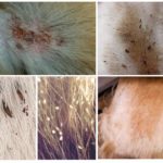 Fleas in dogs