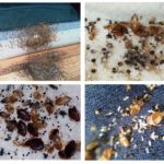 ร่องรอยของ bedbugs ในบ้าน