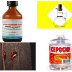 Cockroach Remedies