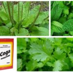 Plantain, mint, parsley and soda