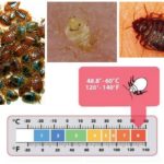 The death of bedbugs