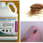 Tetriks from bedbugs