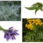 Herbs from fleas