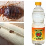 Vinegar for bedbugs