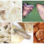 Types of food moth