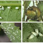 Weiße Fliege auf Tomaten