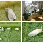 Whitefly in orchids