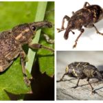 Weevils-2