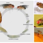 Kos Drosophila