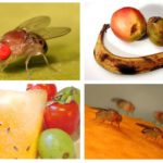 Fruit Flies