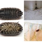 woodlice-1