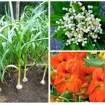 Plants from strawberry weevil