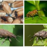 Weevil species