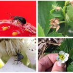 Strawberry weevil