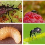 Strawberry Weevil Larvae