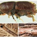 Bark beetle