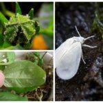 Mosca blanca en flors