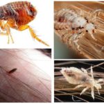 Fleas and lice