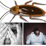 Fear of cockroaches