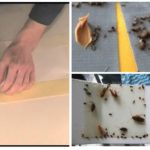 Glue traps