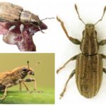 Tuber weevils