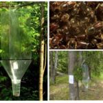 Bark beetle traps