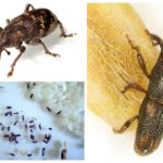 Rice weevil