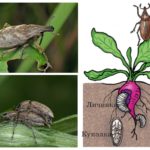 Beet weevil-1