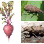 Beet weevil