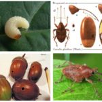 Acorn Weevil-1