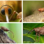 Acorn Weevil