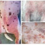 Atopic dermatitis in dogs