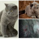 Fleas in british cats