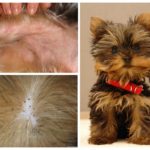 Fleas have yorkshire terrier