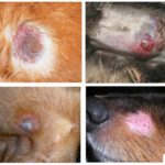 Dermatophytosis in dogs