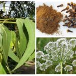 Eucalyptus, anise and clove